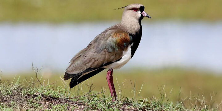 Southern Lapwing