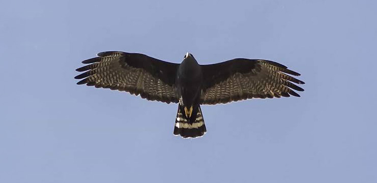 Zone-tailed Hawk