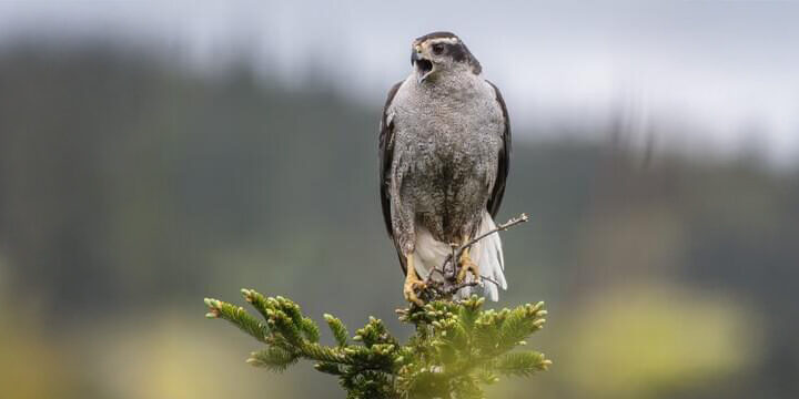 American Goshawk