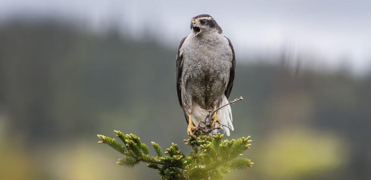 American Goshawk