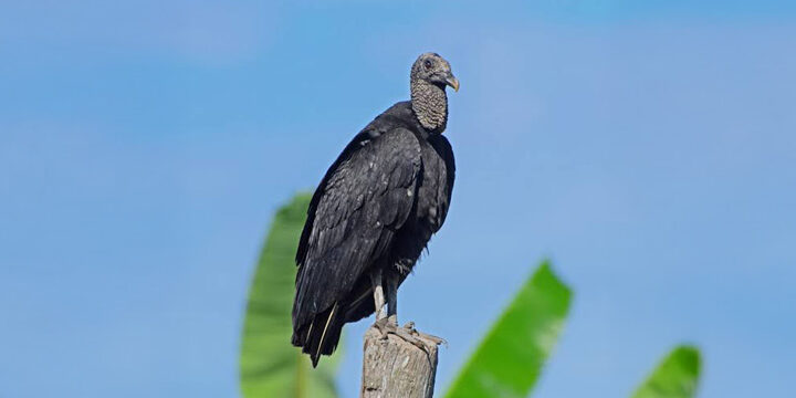 Black-Vulture Black Vulture