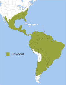 Black Vulture Region Map