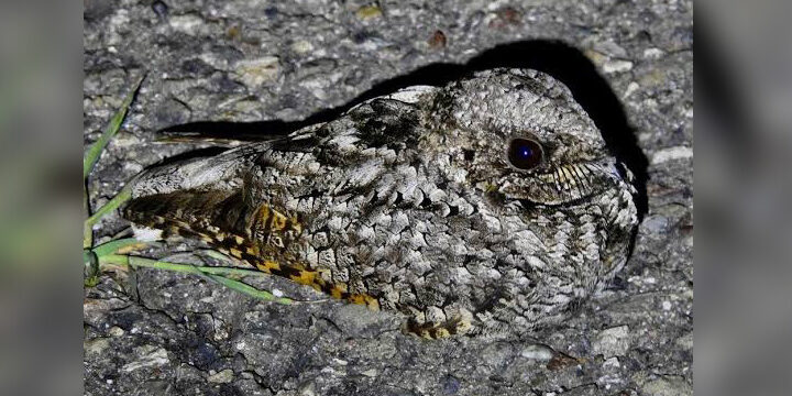 Common-Poorwill Common Poorwill