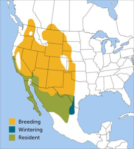 Common Poorwill Region Map
