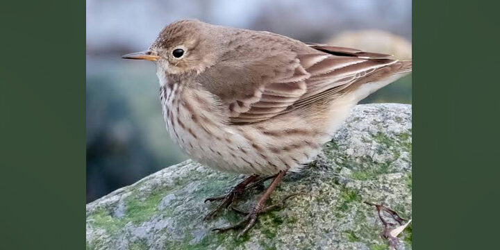 American Pipit