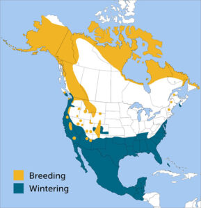 American Pipit Region Map