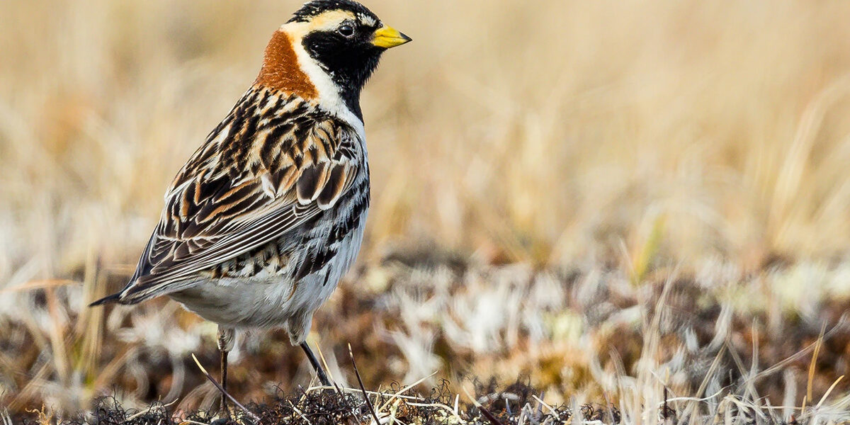 Lapland Longspur