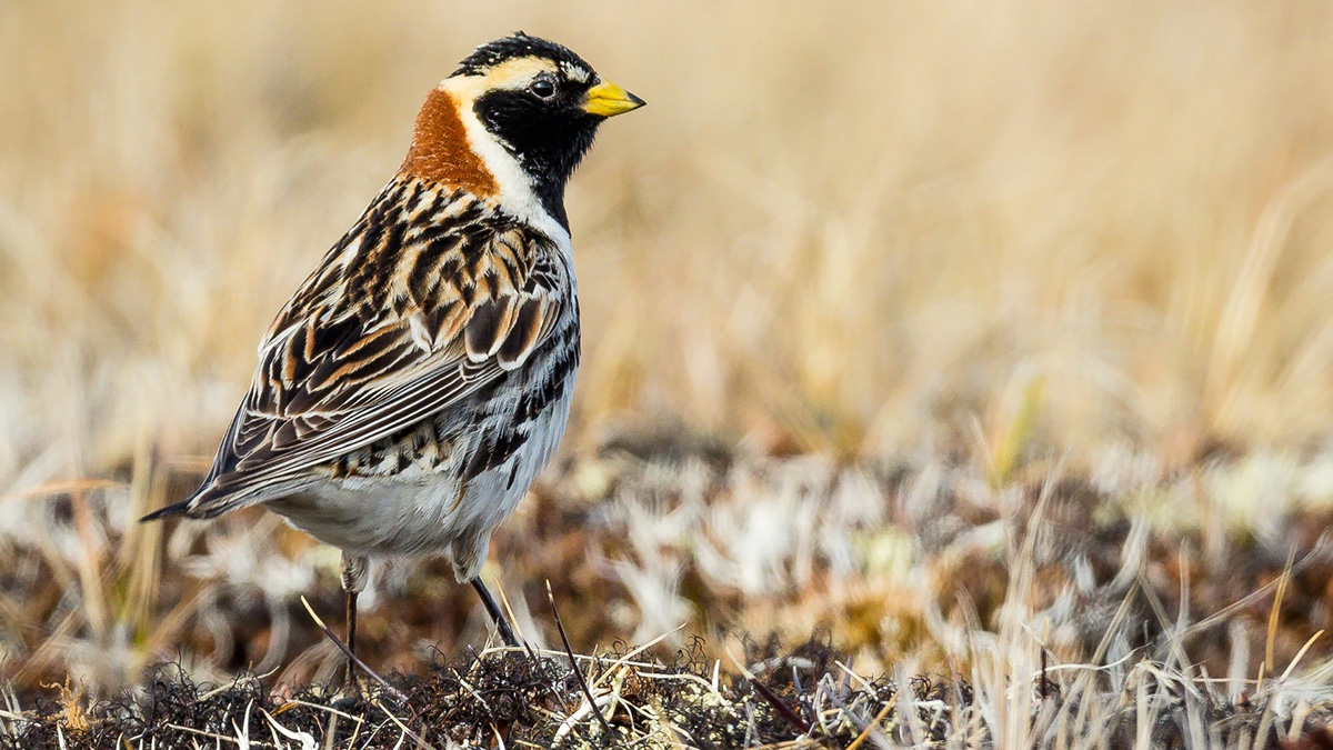 Lapland Longspur