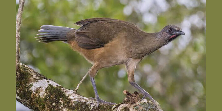 Plain-Chachalaca Plain Chachalaca