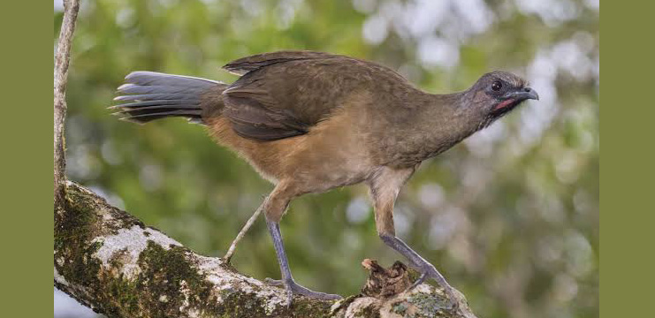Plain Chachalaca