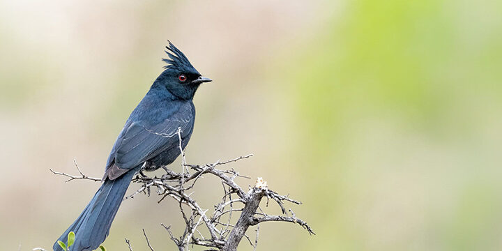 Phainopepla