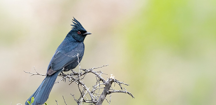 Phainopepla