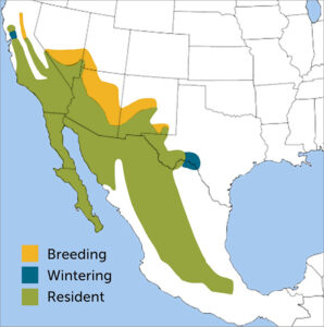 Phainopepla Region Map
