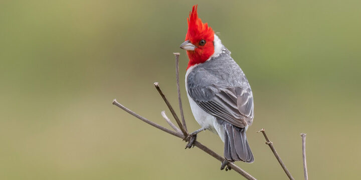 Red-crested Cardinal