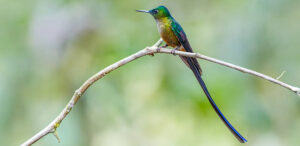 Violet-tailed Sylph