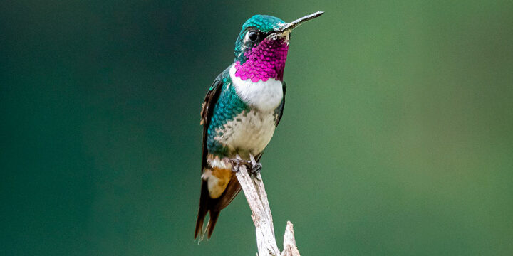 Female White-bellied Woodstar by Convenio CHEC-FEC, Macaulay Library at the Cornell Lab of Ornithology