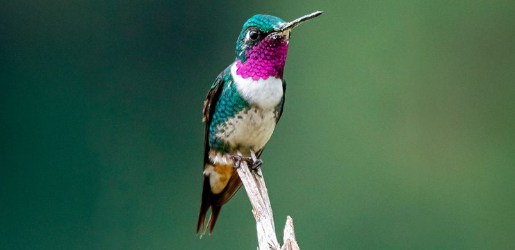 Female White-bellied Woodstar by Convenio CHEC-FEC, Macaulay Library at the Cornell Lab of Ornithology
