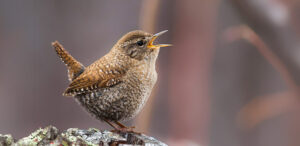 Winter Wren by Terence Zahner, Macaulay Library at the Cornell Lab of Ornithology