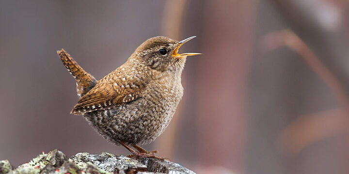 Winter-Wren Winter Wren by Terence Zahner, Macaulay Library at the Cornell Lab of Ornithology