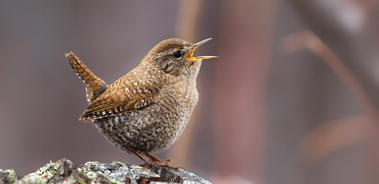 Winter Wren by Terence Zahner, Macaulay Library at the Cornell Lab of Ornithology