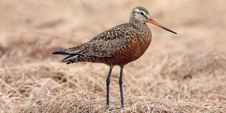 Hudsonian Godwit