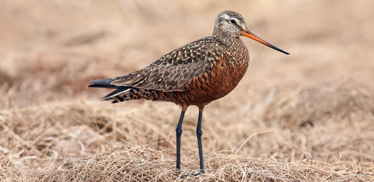 Hudsonian Godwit