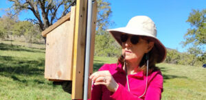 Karen Pestana monitoring Western Bluebirds at Indian Hill Ranch