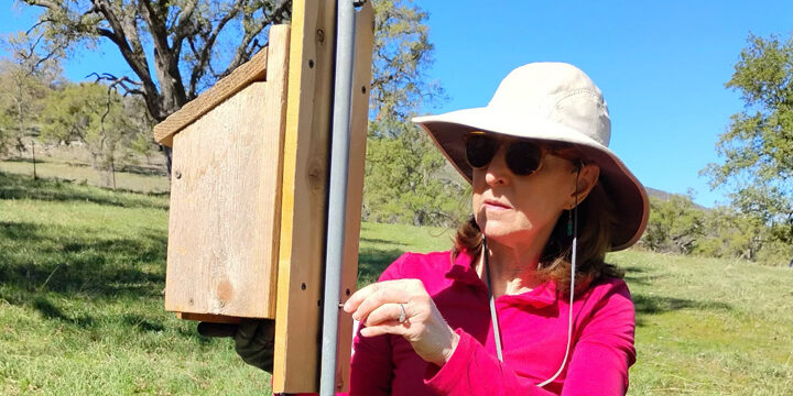 Karen Pestana monitoring Western Bluebirds at Indian Hill Ranch