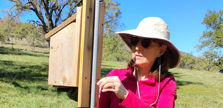 Karen Pestana monitoring Western Bluebirds at Indian Hill Ranch