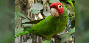 Red-faced Parrot