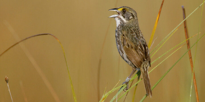 Seaside Sparrow