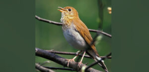 Veery (Catharus fuscescens)