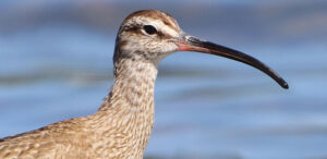 Whimbrel