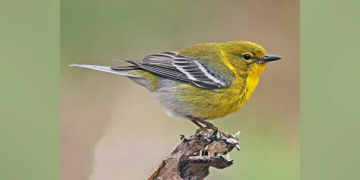 Pine-Warbler Pine Warbler