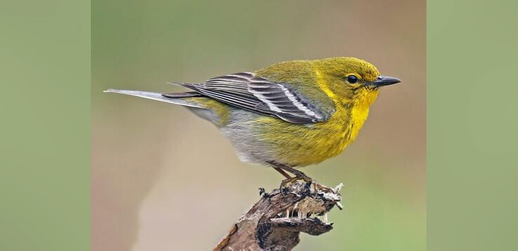 Pine Warbler