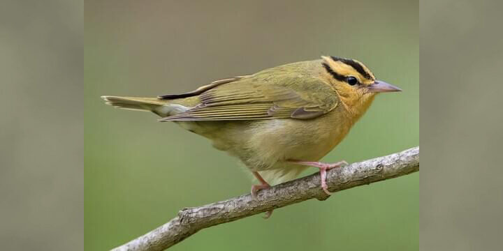 Worm-eating-warbler Worm-eating Warbler