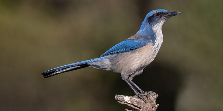 Island Scrub-Jay