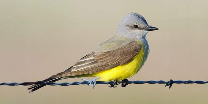 western-kingbird Western Kingbird