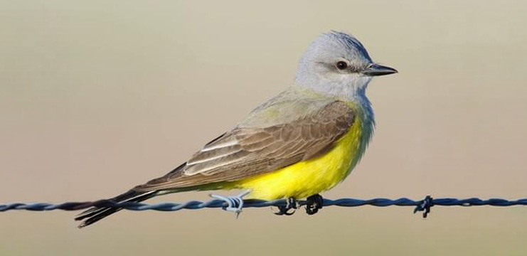 Western Kingbird
