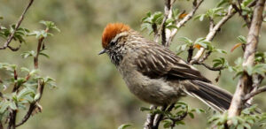 White-browed Tit-Spinetail