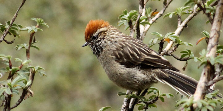White-browed-Tit-Spinetail White-browed Tit-Spinetail