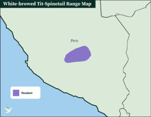 White-browed Tit-Spinetail range map by ABC