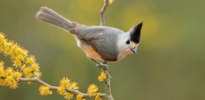 Black-crested Titmouse
