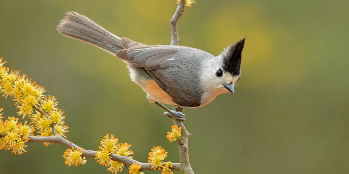 Black-crested-Titmouse Black-crested Titmouse