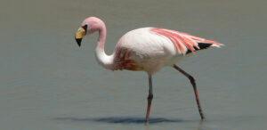 James's Flamingo