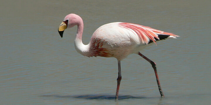 Jamess-Flamingo James's Flamingo