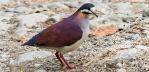 Purple Quail-Dove