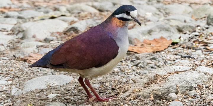 Purple-Quail-dove Purple Quail-Dove