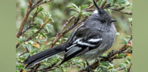 Ash-breasted Tit-Tyrant