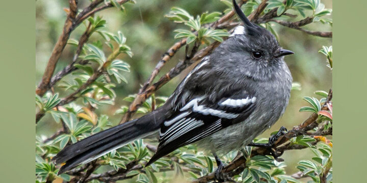 Ash-Breasted-Tit-Tyrant Ash-breasted Tit-Tyrant